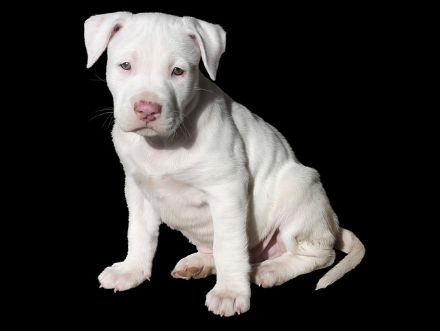 bílé štěně pitbulla